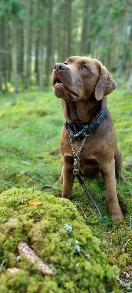 Det är lättare att hitta skogens guld när hunden får träna kantarellsök