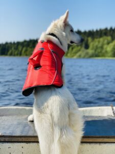Flytväst kan vara bra att ha på båten även om hunden är van vid vatten och hundbad.